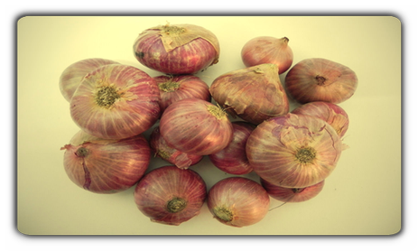 Thai Bitter Melone